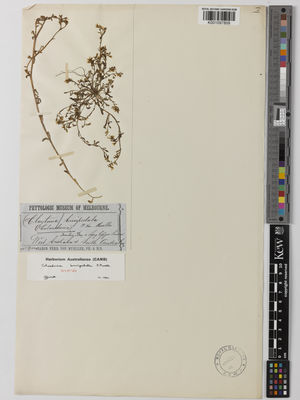 Kew Gardens K001097809:  von Mueller, F [S.n.] Australia