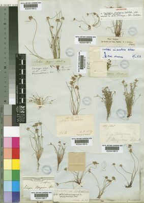 Kew Gardens K000416614:  Drege [s.n.] South Africa