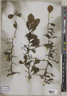 Kew Gardens K001038668:  s.coll. [Cat. no. 4304]