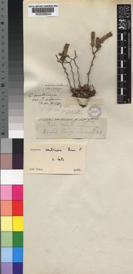 Kew Gardens K000233042:  Wallich [s.n.] South Africa