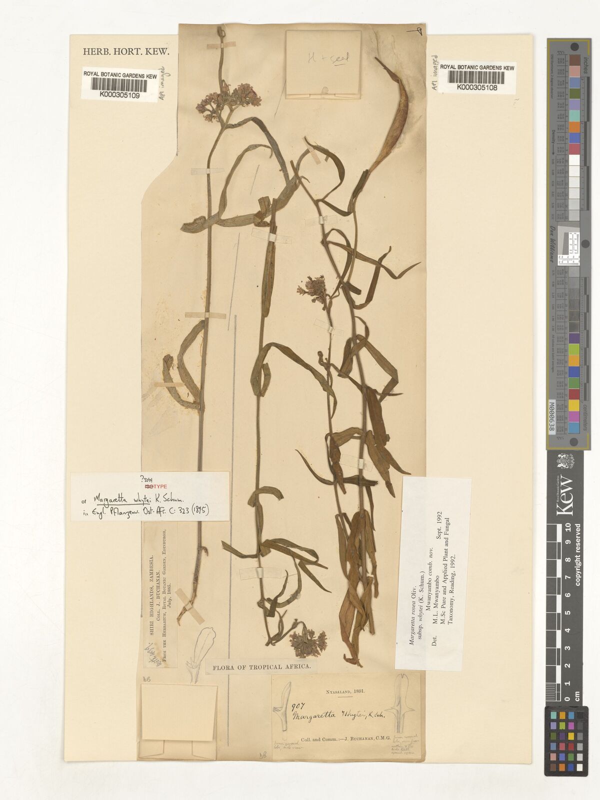 Kew Gardens K000305108:  Buchanan, J. [907] Malawi