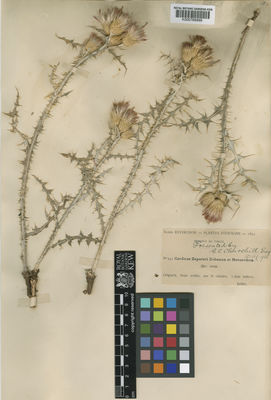 Kew Gardens K000768999:  Reverchon, E. [941] Spain