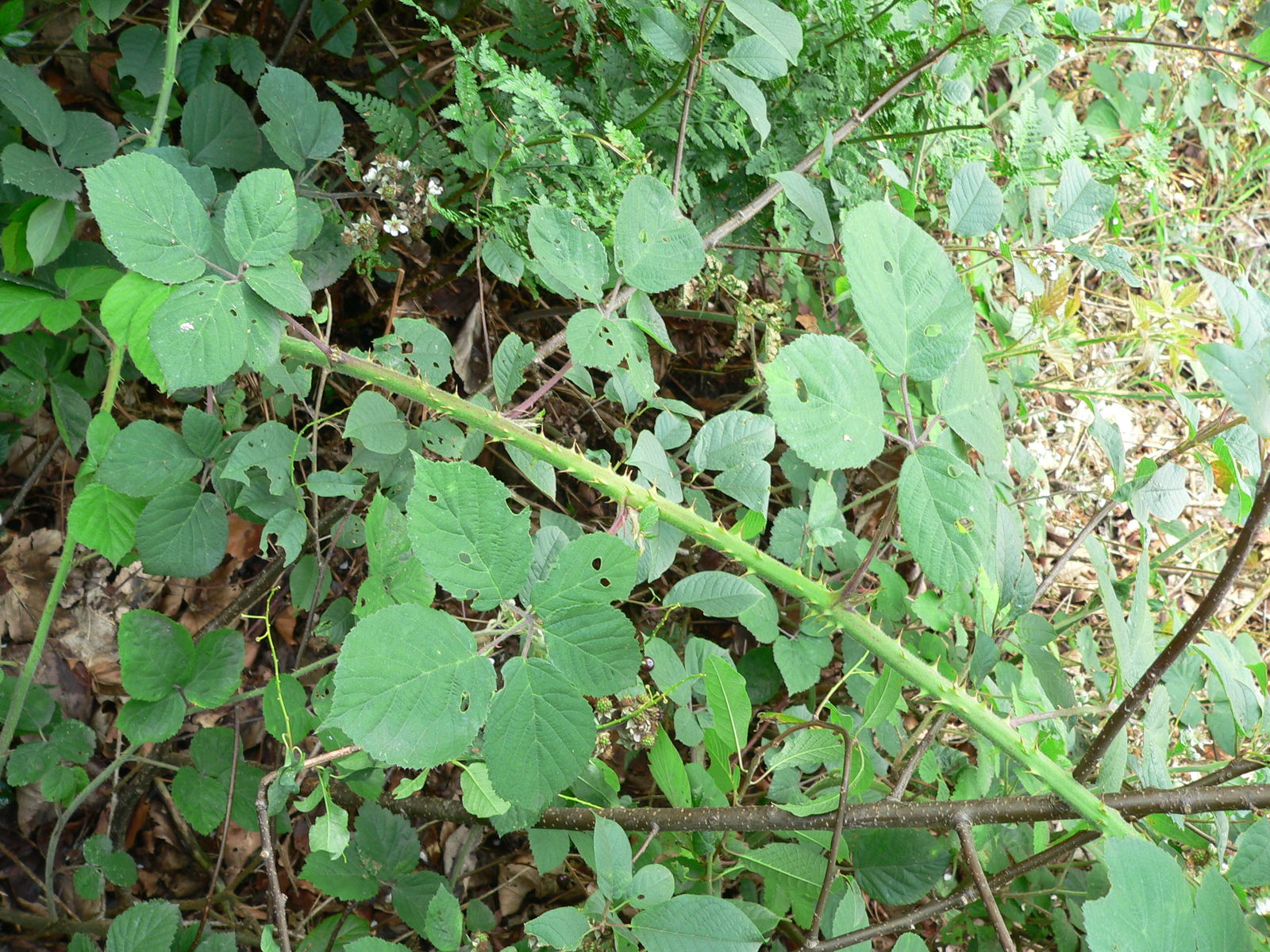 Rubus Taxandriae Vannerom Ex A.beek 