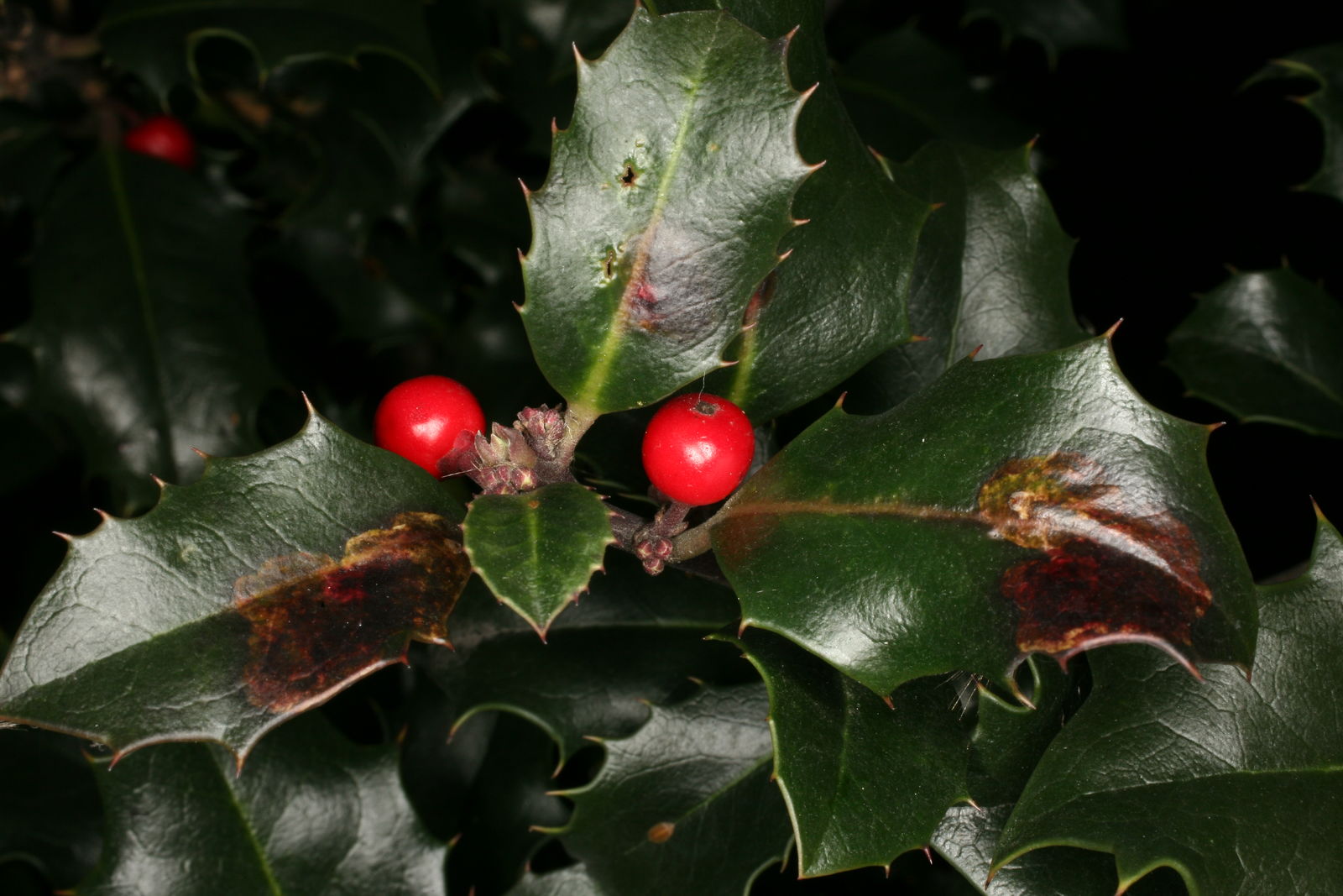 Ilex × meserveae S.Y.Hu | Plants of the World Online | Kew Science