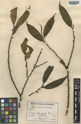 Kew Gardens K000768221:  Ledermann, C.L. [11713] Papua New Guinea