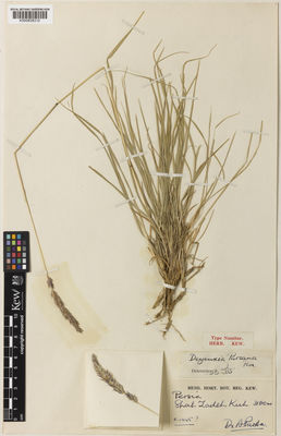 Kew Gardens K000838310:  Parsa, A. [s.n.] Iran