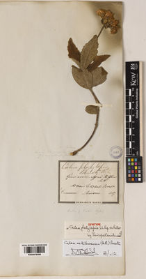 Kew Gardens K000978088:  s.coll. [s.n.] Brazil