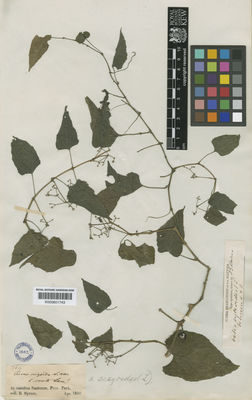 Kew Gardens K000601743:  Spruce, R. [764] Brazil