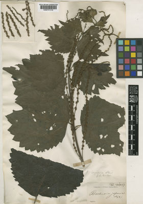 Kew Gardens K000741316:  s.coll. [s.n.] Japan