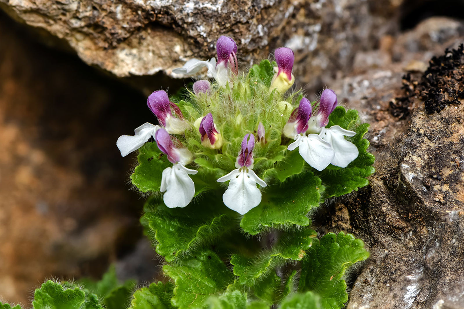 © copyright of the Board of Trustees of the Royal Botanic Gardens, Kew.