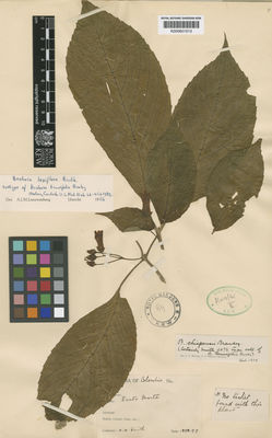 Kew Gardens K000601513:  Smith, H.H. [s.n.] Colombia