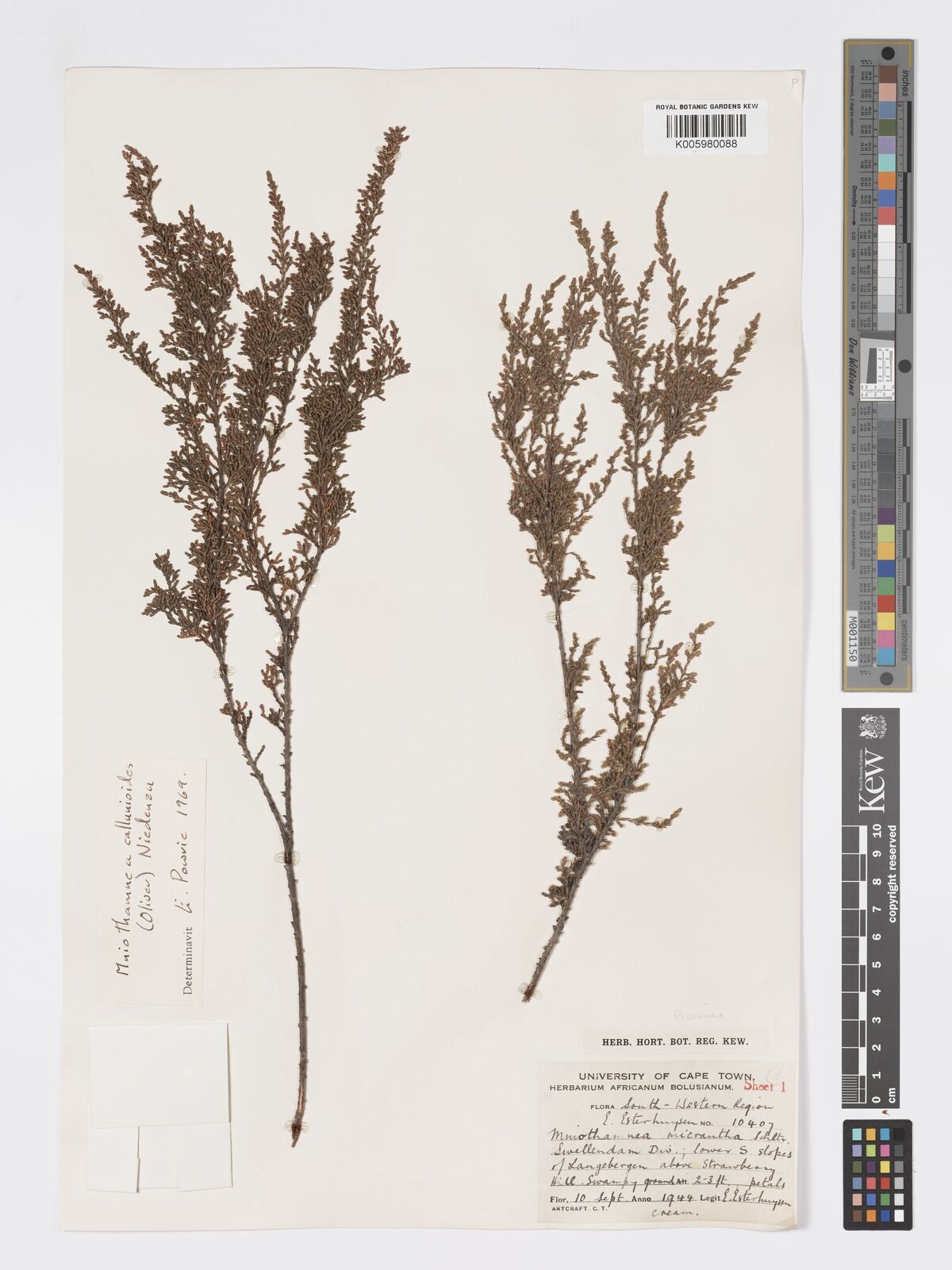 Brunia callunoides
