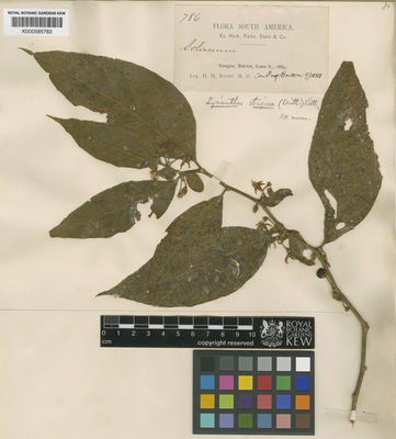 Kew Gardens K000585783:  Rusby, H.H. [786] Bolivia