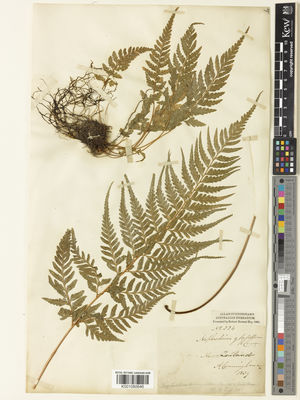 Kew Gardens K001080646:  Cunningham, A. [s.n.] New Zealand