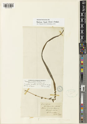 Kew Gardens K001092768:  Mueller, F. [s.n.] Australia