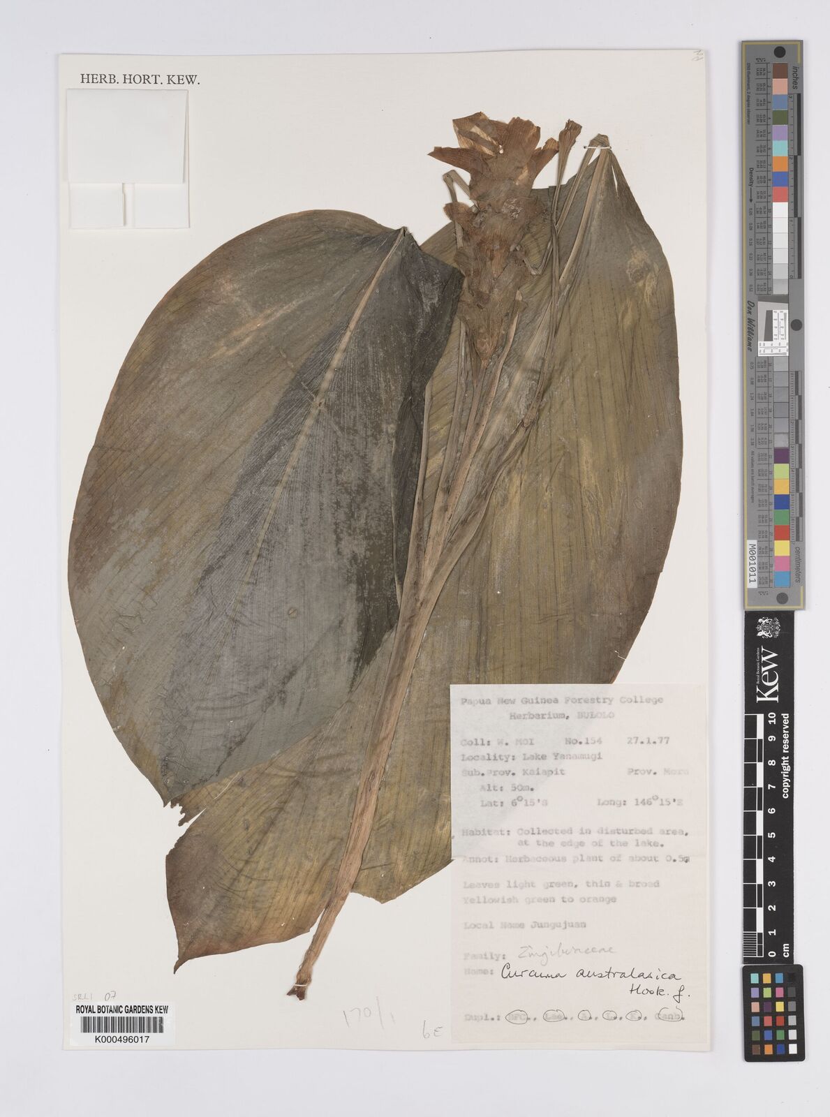 Kew Gardens K000496017:  Moi, W. [154] Papua New Guinea