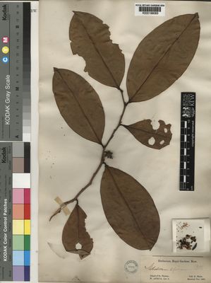 Kew Gardens K000199063:  Mann, G. [s.n.] Sao Tome and Principe