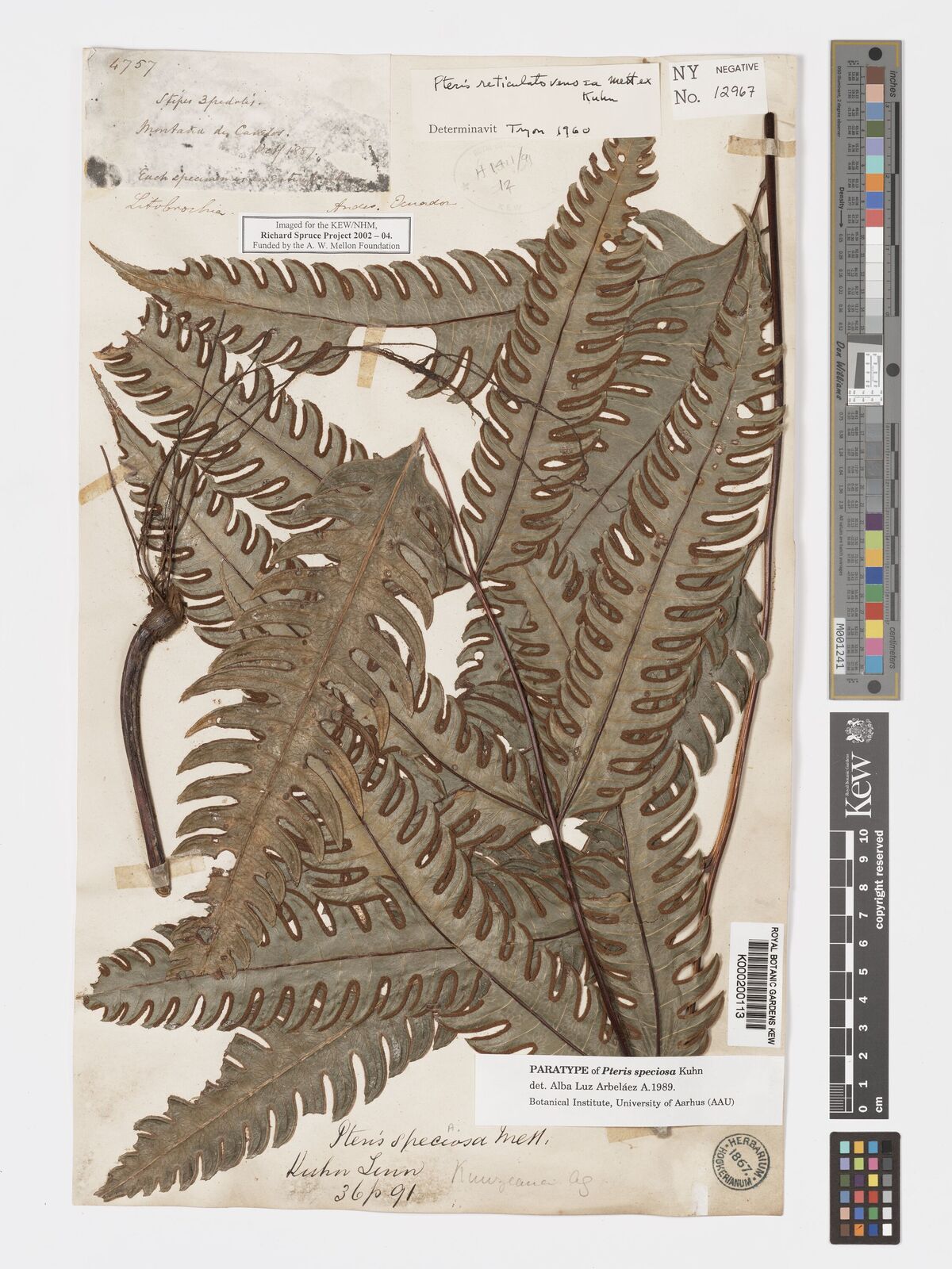 Kew Gardens K000200113:  Spruce, R. [4757] Ecuador