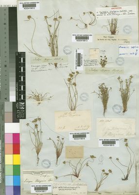 Kew Gardens K000416612:  Drege [s.n.] South Africa