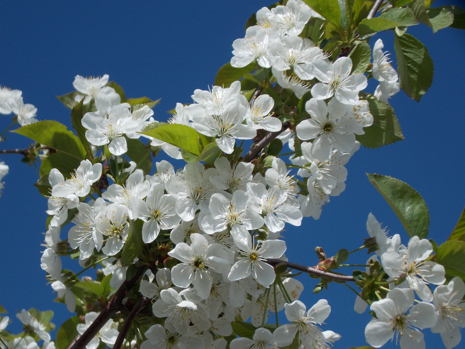 🌺🌿 Cerisier - Prunus Cerasus - Pédoncule coupé - 100g