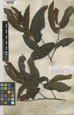 Kew Gardens K000380690:  Maingay, A.C. [1463] Malaya