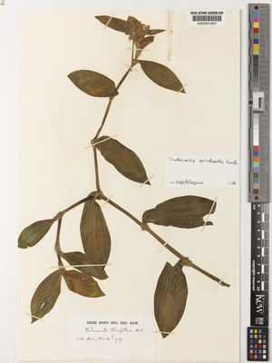 Kew Gardens K000501907:  s.coll. [s.n.]