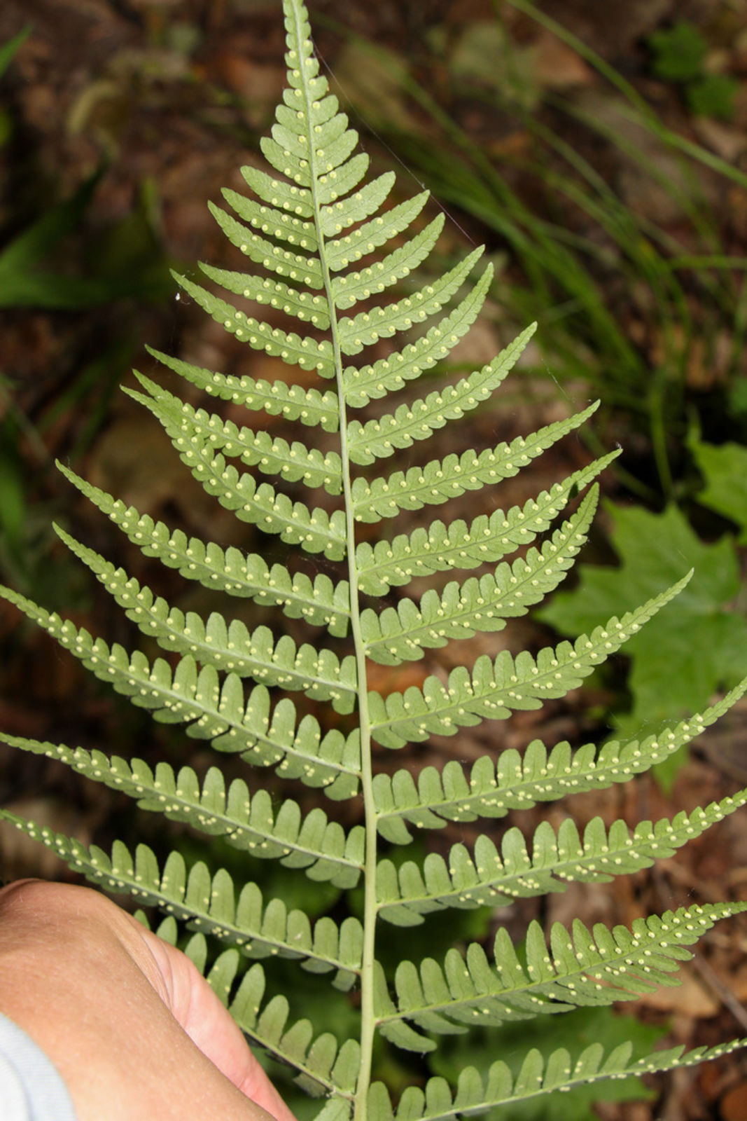 © copyright of the Board of Trustees of the Royal Botanic Gardens, Kew.