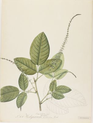 Sohmaea laxiflora (DC.) H.Ohashi & K.Ohashi | Plants of the World ...