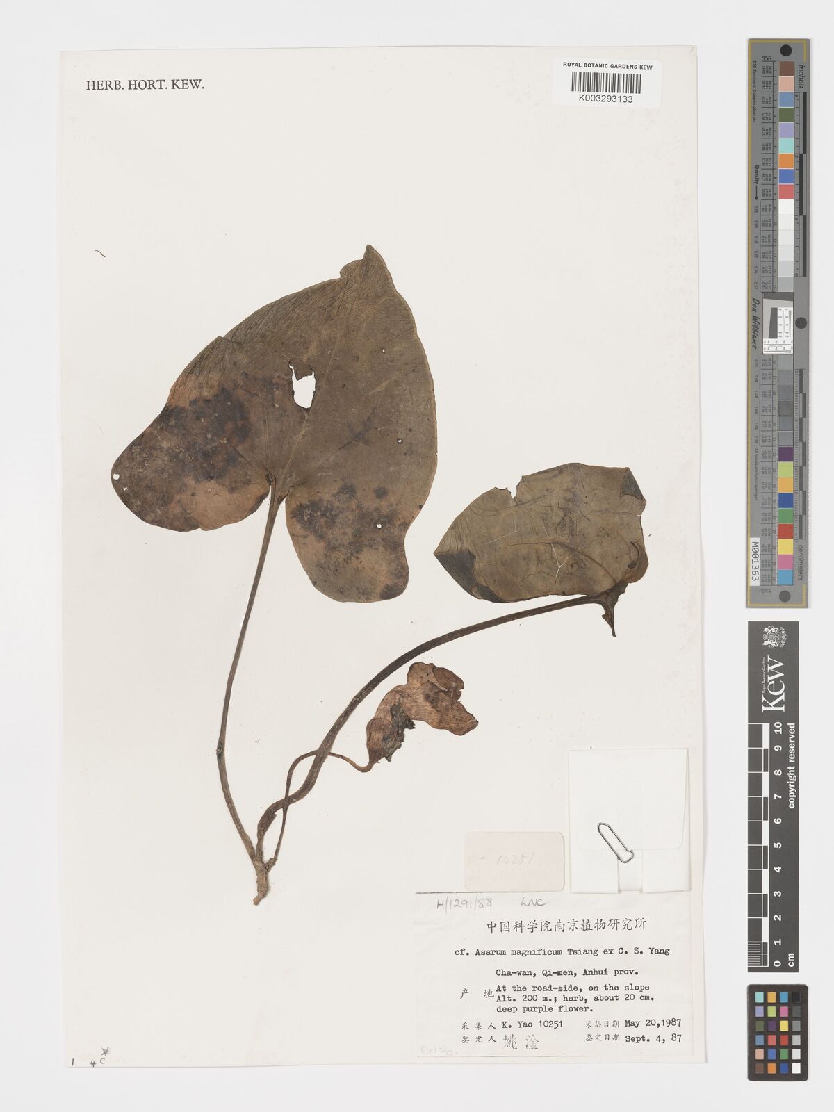 Asarum magnificum
