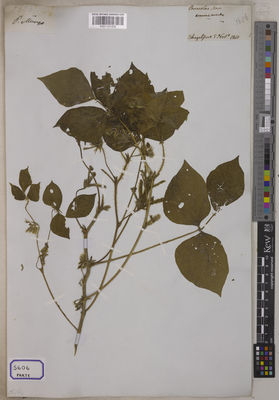 Kew Gardens K001121435:  s.coll. [Cat. no. 5606] India