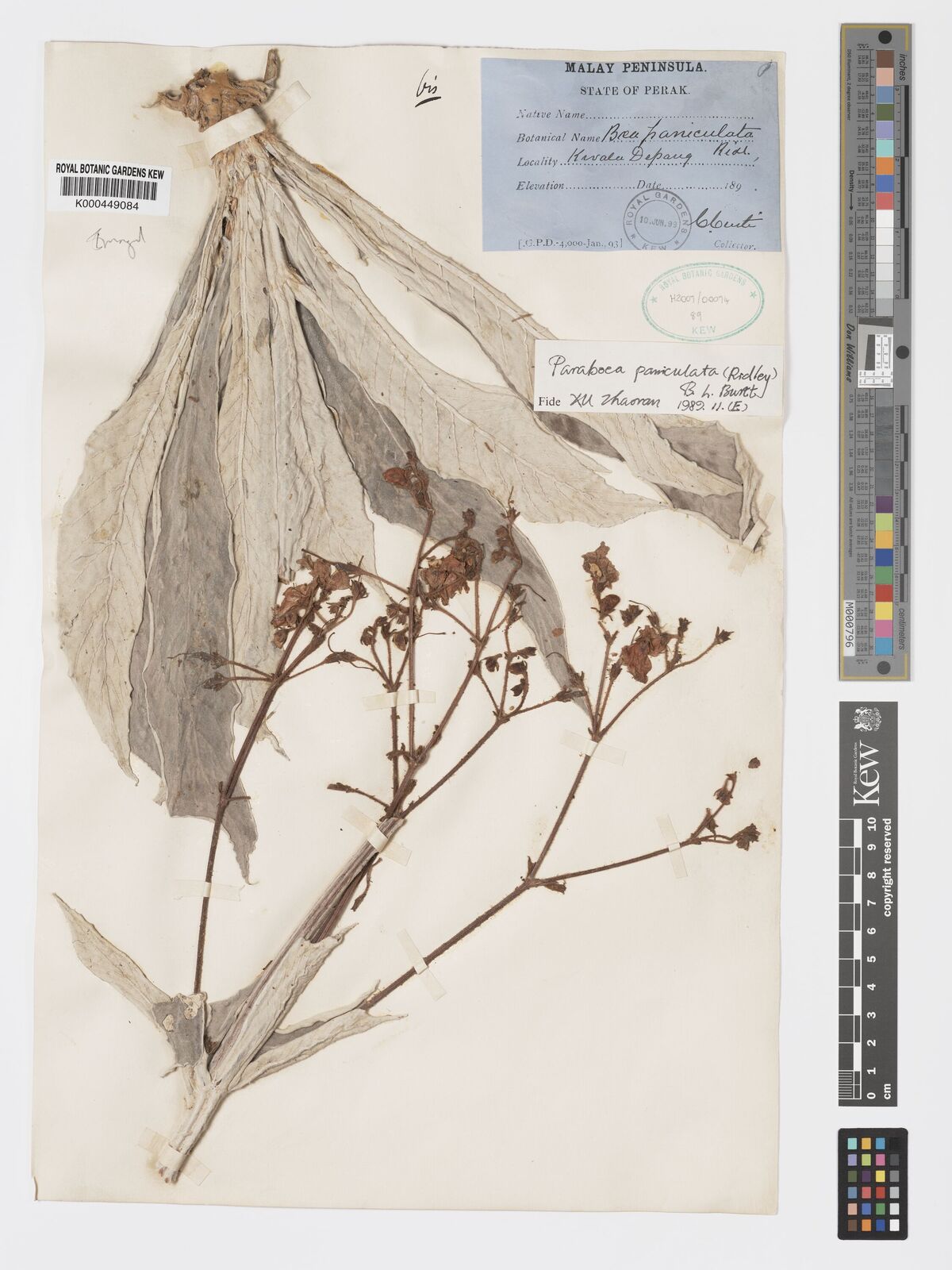 Kew Gardens K000449084:  Curtis, C. [s.n.] Malaysia