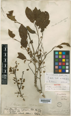 Kew Gardens K000669422:  s.coll. [4329] India