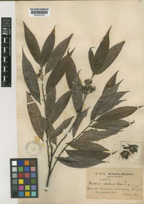 Kew Gardens K000487332:  Ule, E. [6427] Peru