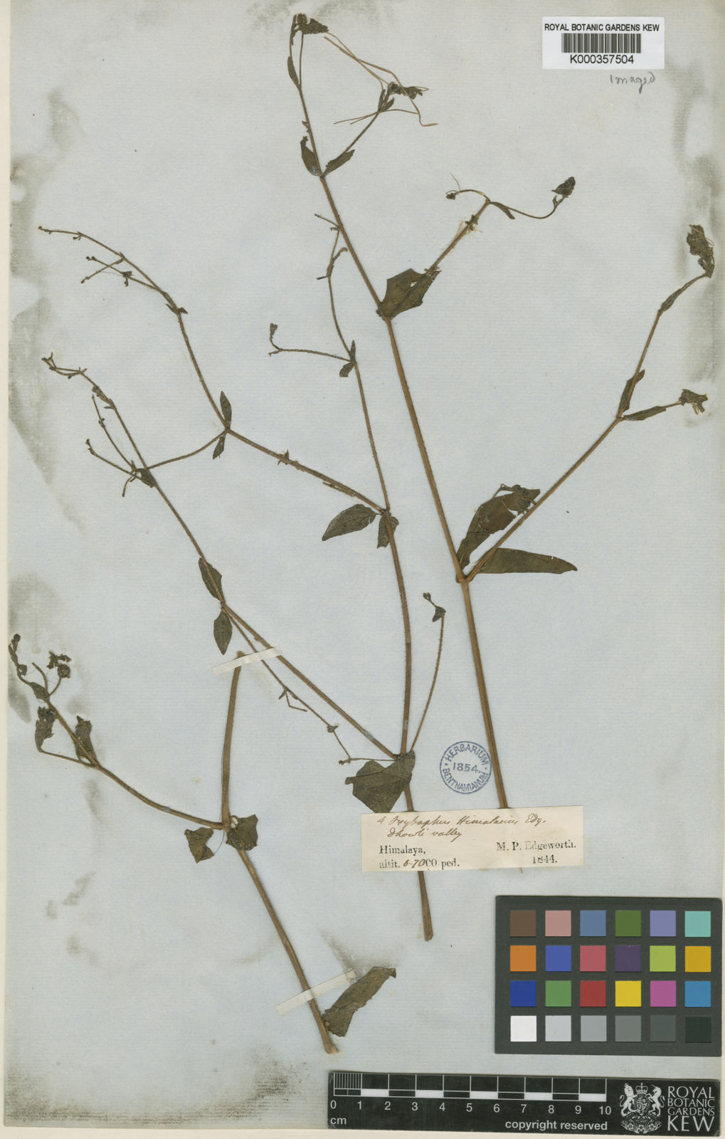 Mirabilis Himalaica (Edgew.) Heimerl | Plants Of The World Online | Kew ...