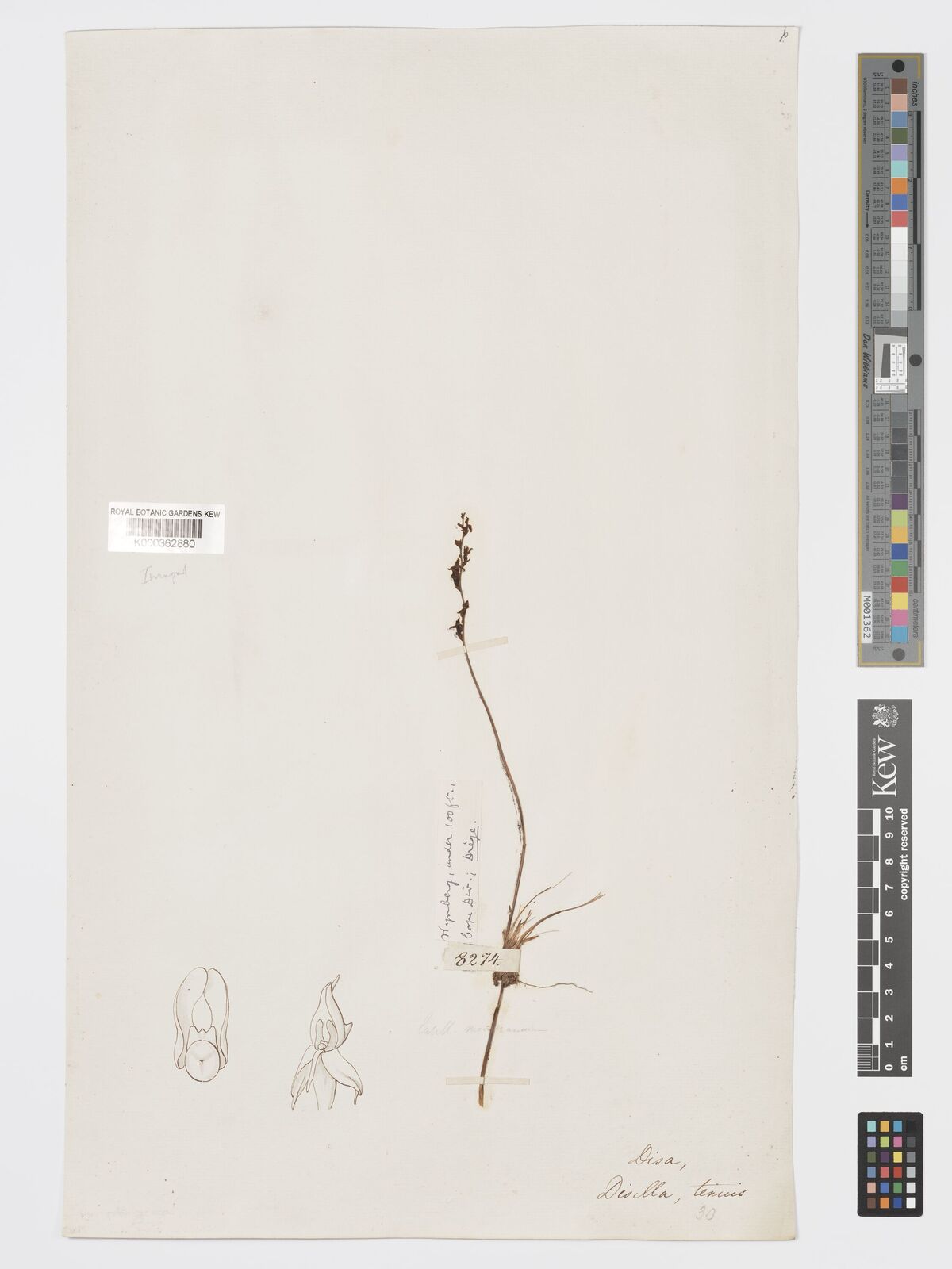 Kew Gardens K000362880:  Drege [8274] South Africa