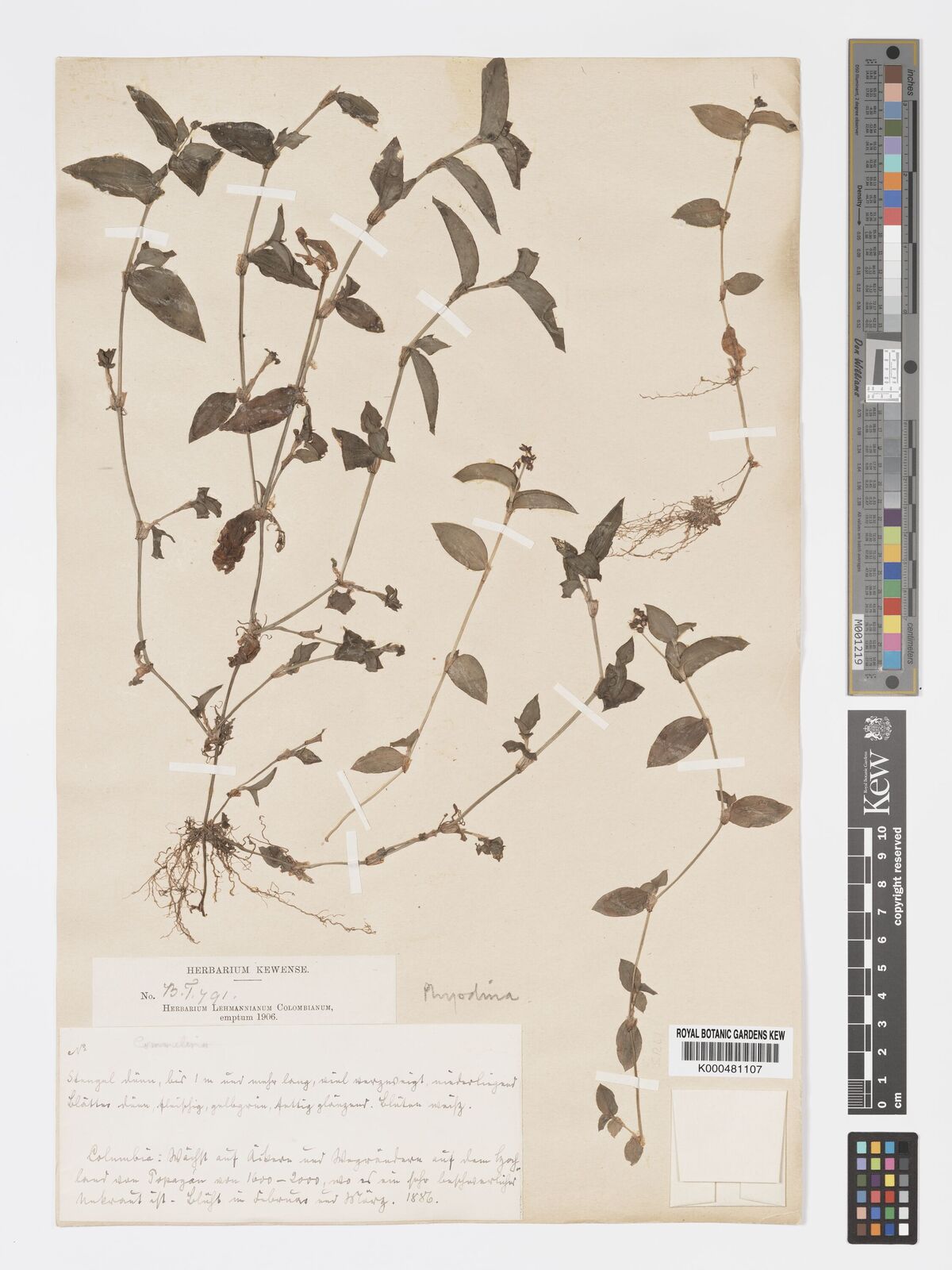 Callisia gracilis