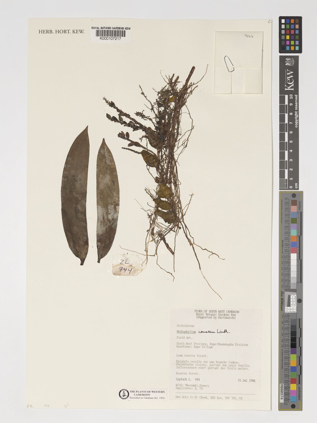 Bulbophyllum hirsutissimum