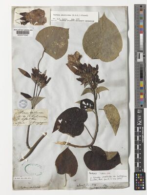 Kew Gardens K000370540:  Hartweg [s.n.] Ecuador