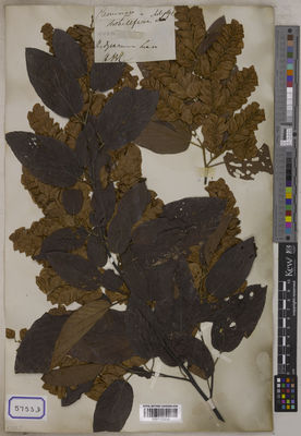 Kew Gardens K001122019:  s.coll. [Cat. no. 5753]