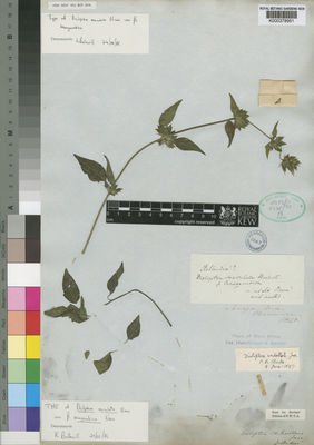 Kew Gardens K000378951:  Baumann [s.n.]