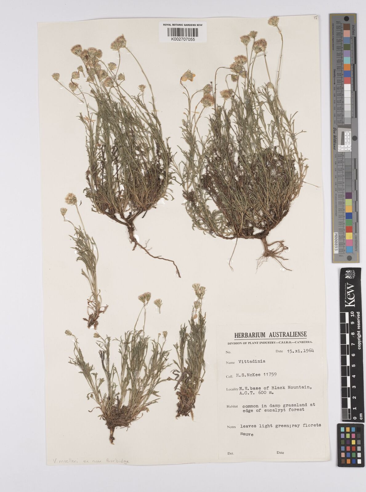 Vittadinia muelleri