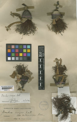 Kew Gardens K000671488:  King's collector [s.n.] India