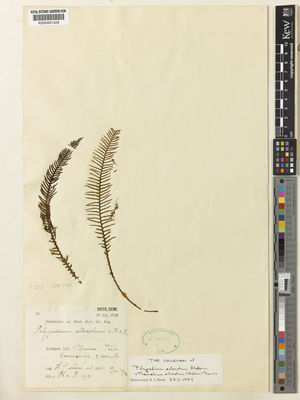 Kew Gardens K000491428:  Lam, H.J. [1800] Indonesia