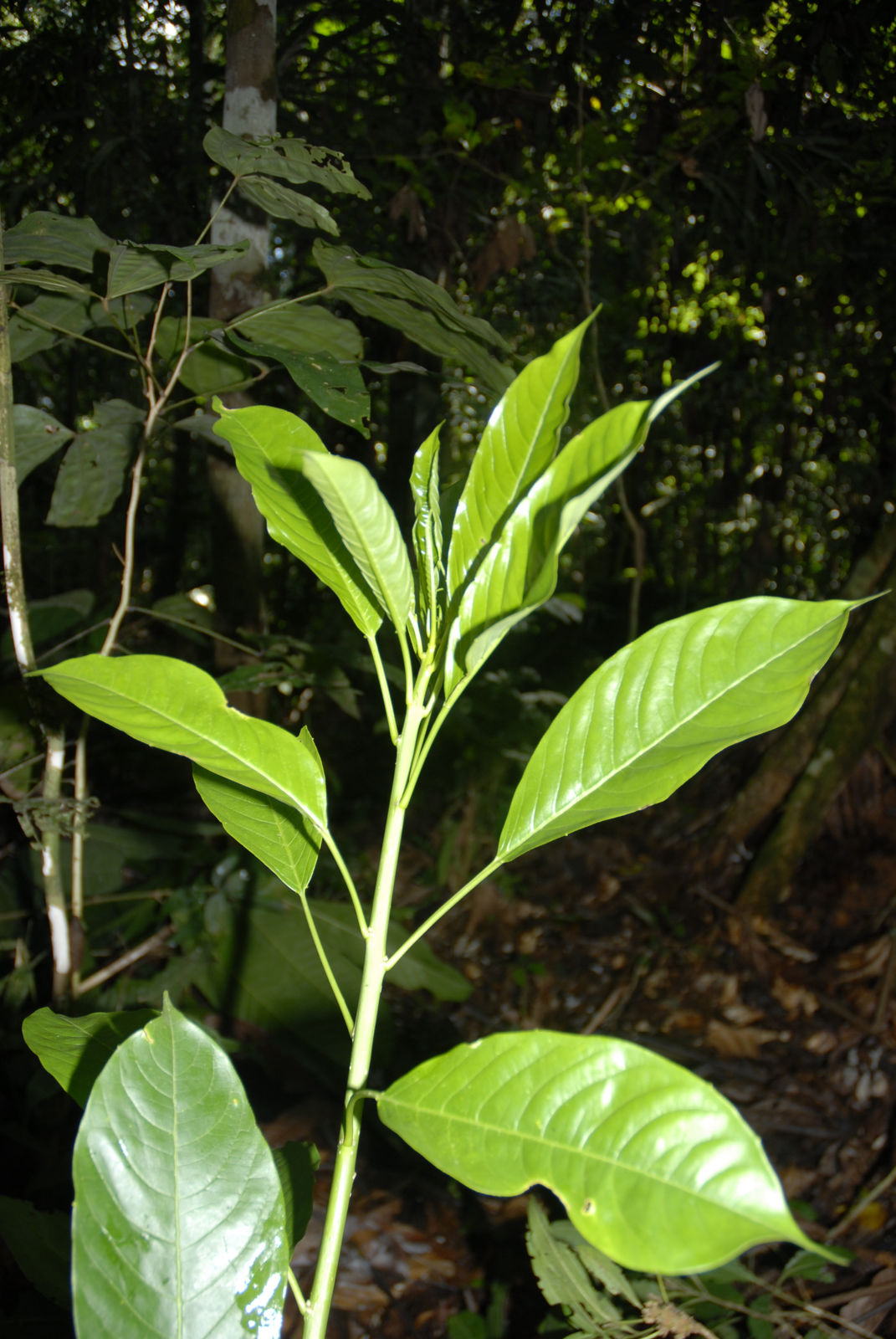 Sapium paucinervium Hemsl. | Plants of the World Online | Kew Science