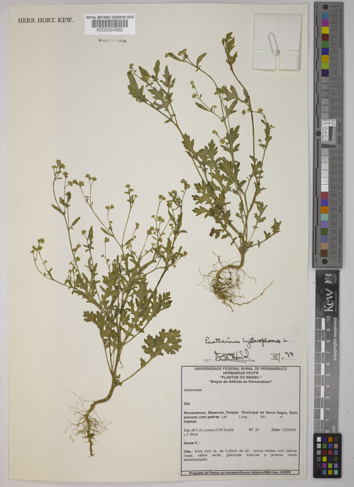 Parthenium hysterophorus L. | Plants of the World Online | Kew Science