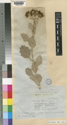 Kew Gardens K000307496:  Drege [s.n.] South Africa