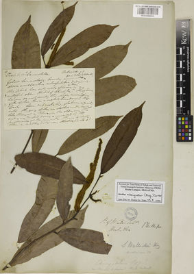 Kew Gardens K001050052:  s.coll. [s.n.] Malaysia