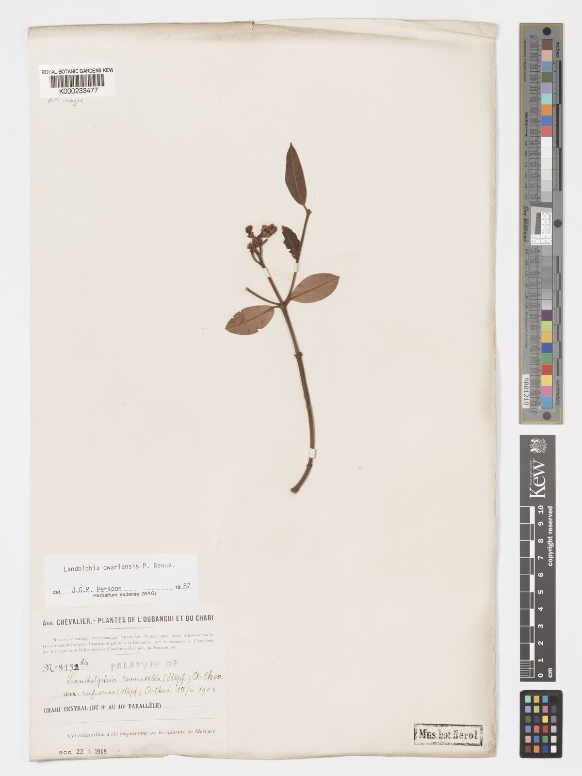 Kew Gardens K000233477:  Chevalier, A. [8732]