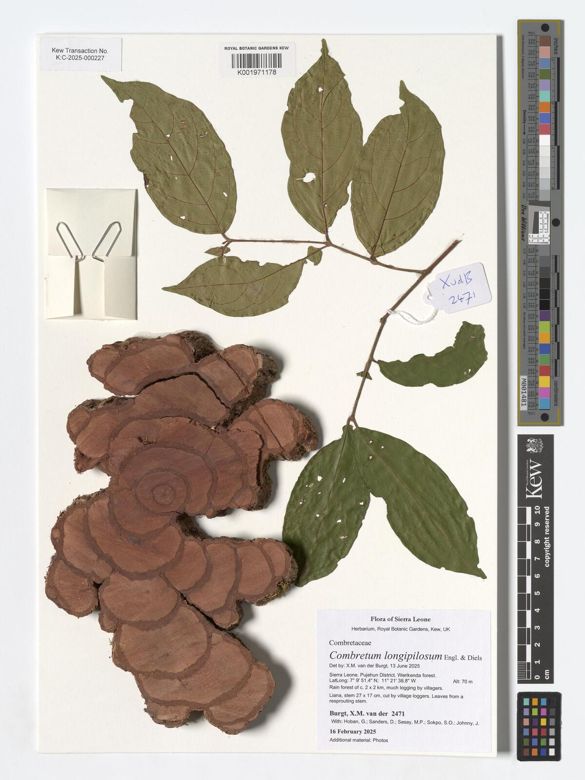 Combretum longipilosum