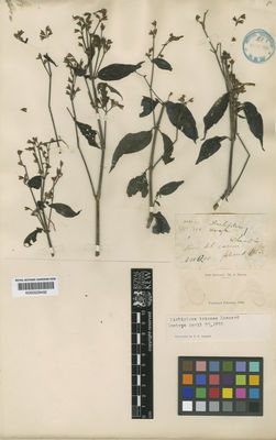Kew Gardens K000529492:  s.coll. [4093.1.] Colombia